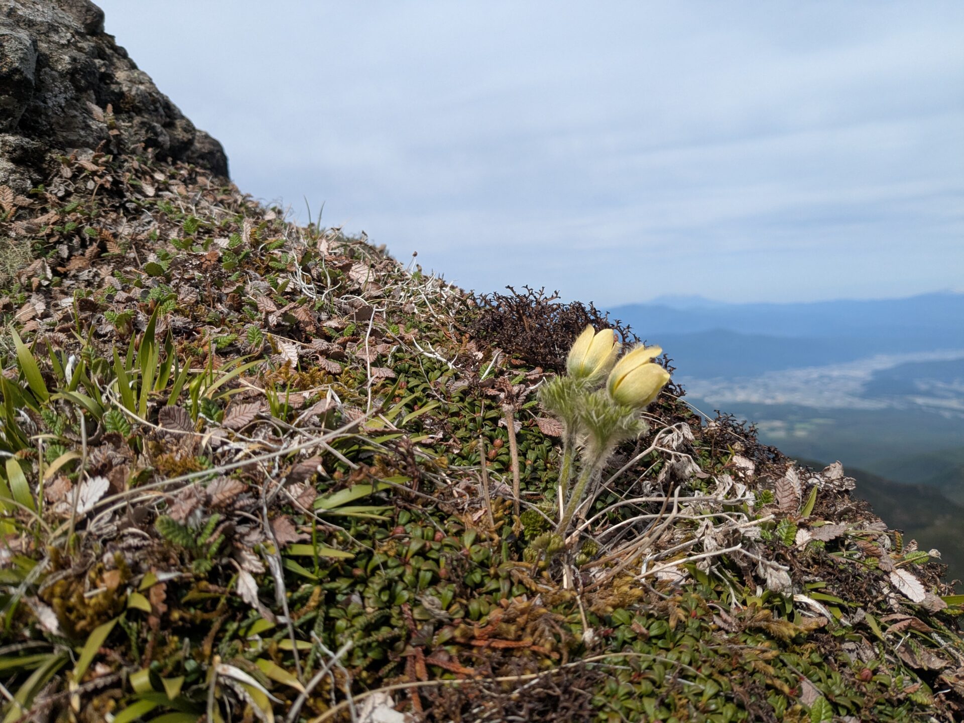 登山日記】2026/5/30-5/31 八ヶ岳 ツクモグサを探して | 登山ガイド 杣人